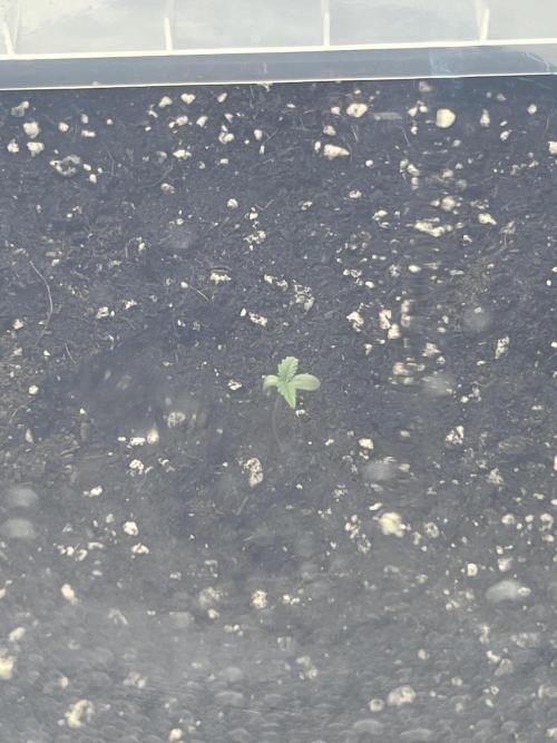 Papaya cookies auto 3rd grow. Week 0 - 2nd one is just a babbyyyyy