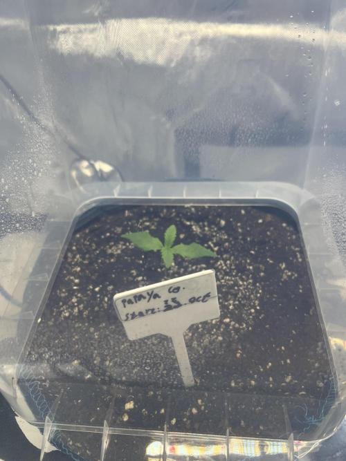 Papaya cookies auto 3rd grow. Week 0