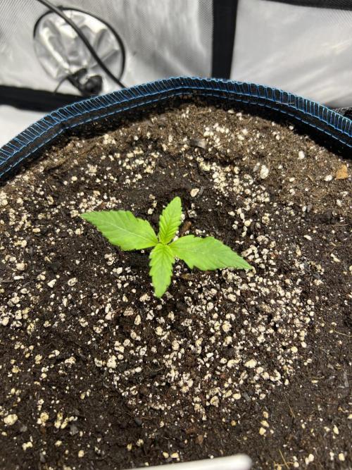 Papaya cookies auto 3rd grow. Week 0