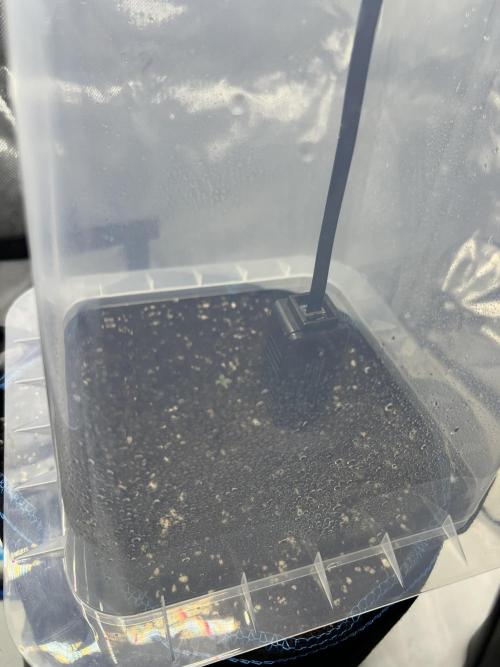 Papaya cookies auto 3rd grow. Week 0