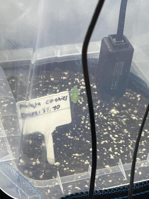 Papaya cookies auto 3rd grow. Week 0