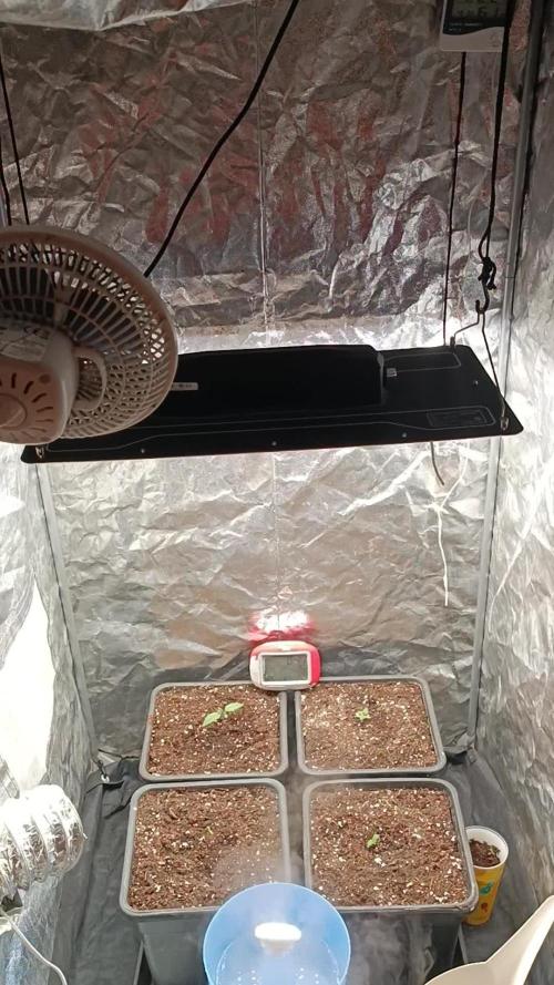 4 x Autoflower