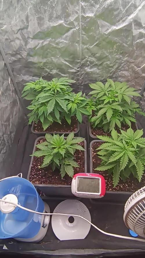 4 x Autoflower