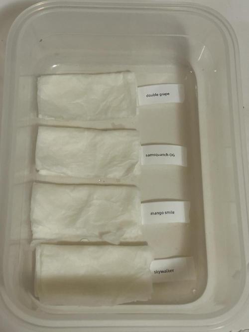 DWC/4x4/480w LED/Mephisto. Week 0 - (Used R/O, PH 6) towel places them in IKEA plastic container, placed on fridge 
