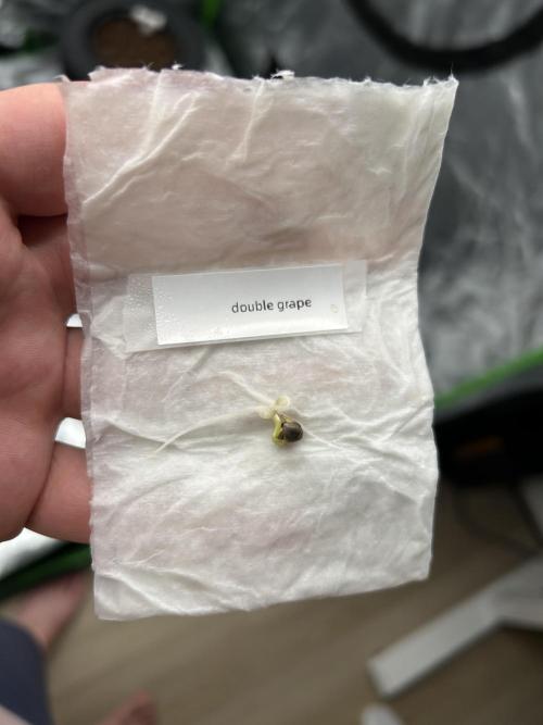 DWC/4x4/480w LED/Mephisto. Week 0