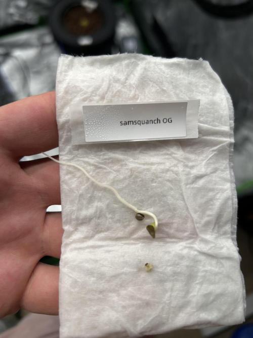 DWC/4x4/480w LED/Mephisto. Week 0