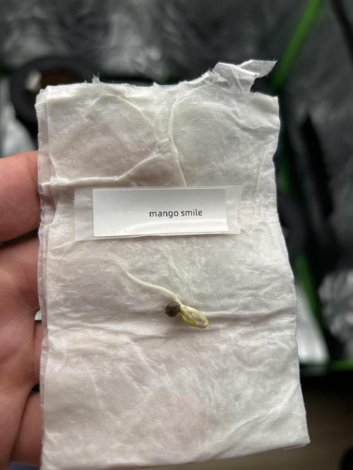 DWC/4x4/480w LED/Mephisto. Week 0