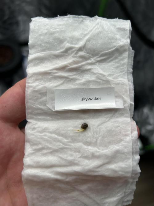 DWC/4x4/480w LED/Mephisto. Week 0