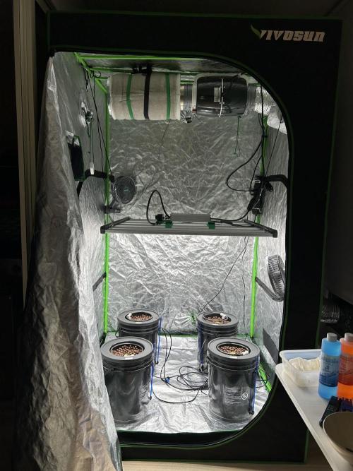 DWC/4x4/480w LED/Mephisto. Week 1