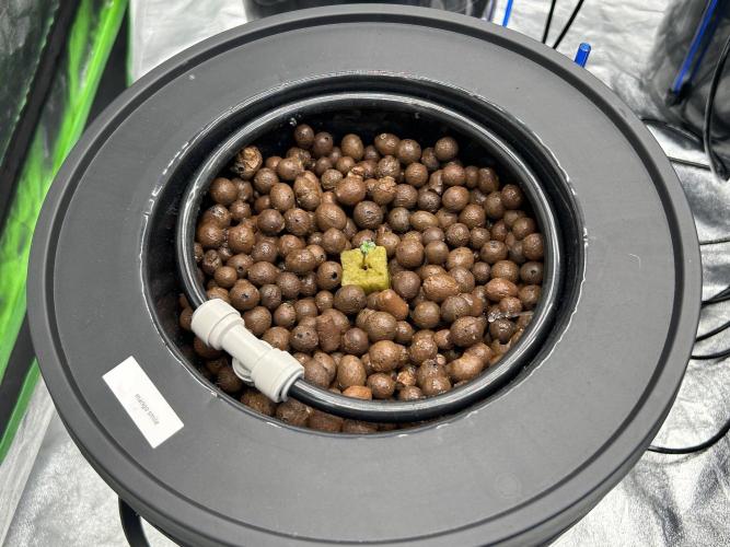 DWC/4x4/480w LED/Mephisto. Week 1