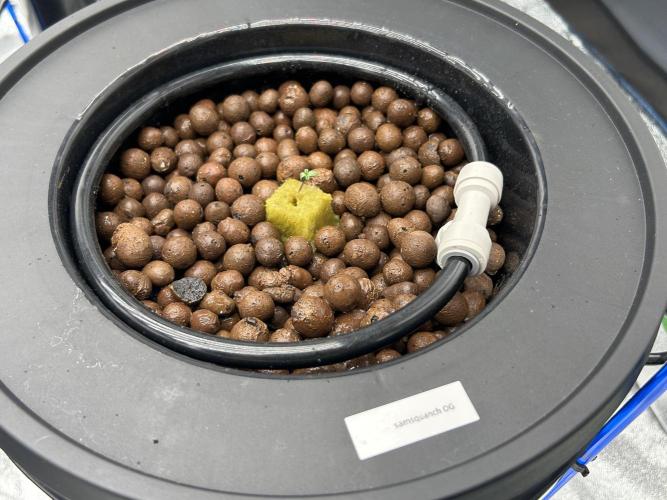 DWC/4x4/480w LED/Mephisto. Week 1