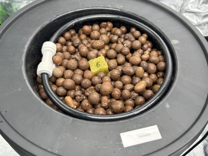 DWC/4x4/480w LED/Mephisto. Week 1