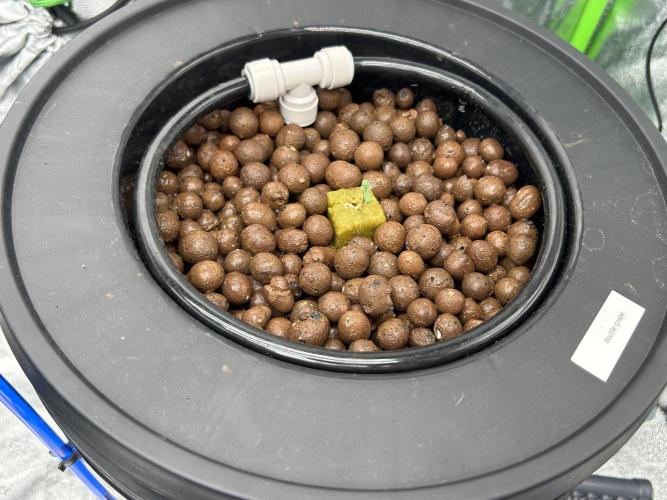 DWC/4x4/480w LED/Mephisto. Week 1