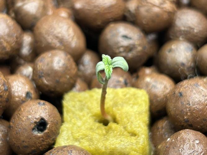 DWC/4x4/480w LED/Mephisto. Week 1