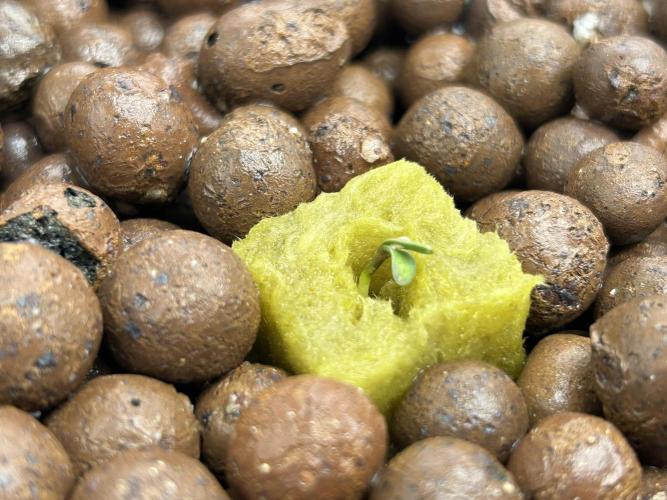 DWC/4x4/480w LED/Mephisto. Week 1