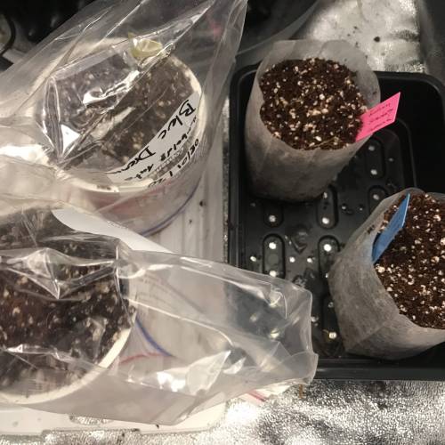 Northern Lights Pot Noodles + 2 autos. Week 1 - I pottedt them after 36h straight into coco. 2 of them are in their final containers