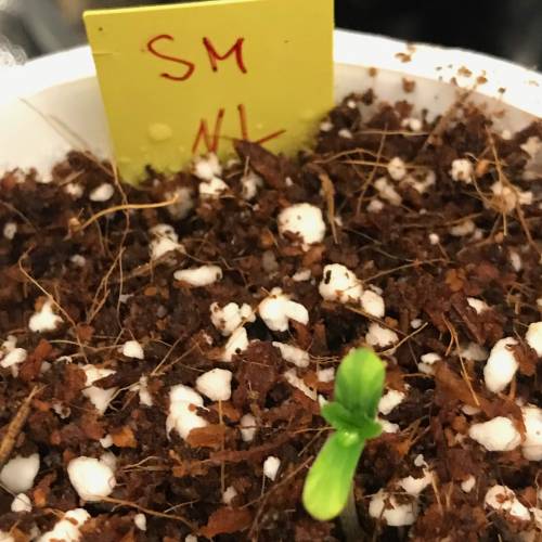 Northern Lights Pot Noodles + 2 autos. Week 1 - D3 - SM - NL