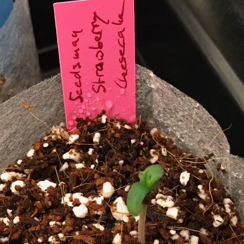 Northern Lights Pot Noodles + 2 autos. Week 1 - D3 - SM - SC