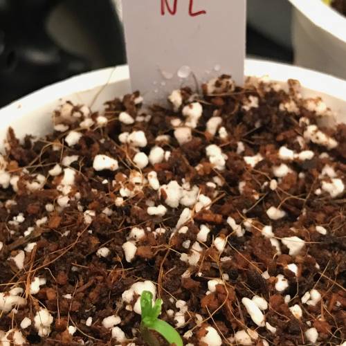 Northern Lights Pot Noodles + 2 autos. Week 1 - D3 - RQS NL