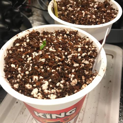 Northern Lights Pot Noodles + 2 autos. Week 1 - D3 - in their final pots