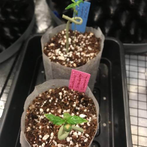 Northern Lights Pot Noodles + 2 autos. Week 2 - D10