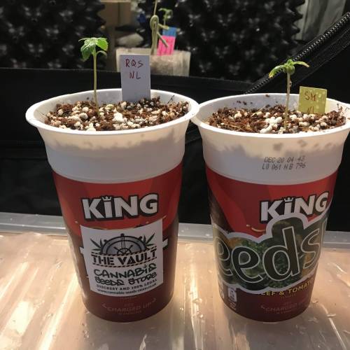 Northern Lights Pot Noodles + 2 autos. Week 2 - D10