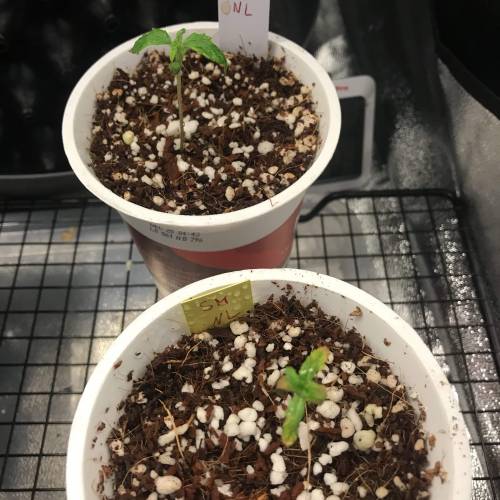 Northern Lights Pot Noodles + 2 autos. Week 2 - D10