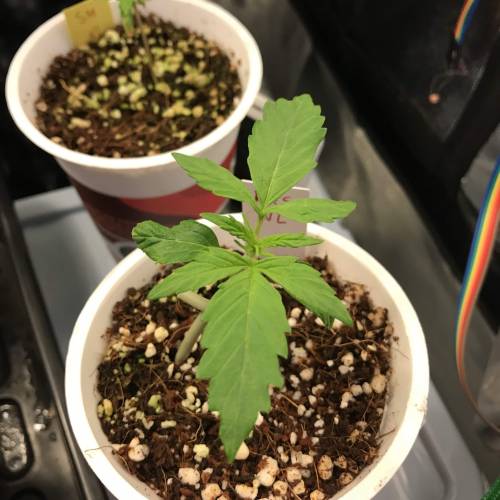 Northern Lights Pot Noodles + 2 autos. Week 3 - D15 - RQS NL