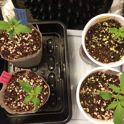 Northern Lights Pot Noodles + 2 autos. Week 3 - D15 