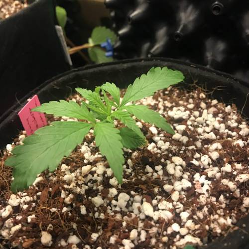 Northern Lights Pot Noodles + 2 autos. Week 3 - D19 - SC