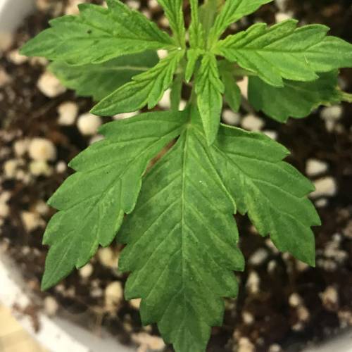 Northern Lights Pot Noodles + 2 autos. Week 3 - D19 - RQS NL