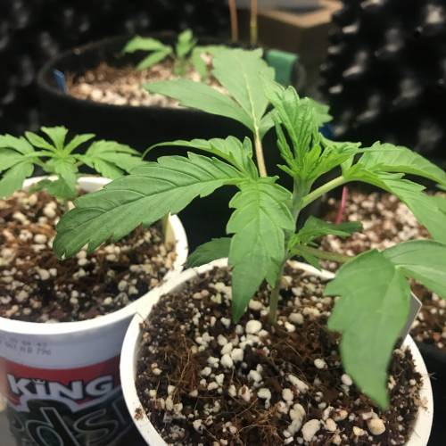 Northern Lights Pot Noodles + 2 autos. Week 3 - D19