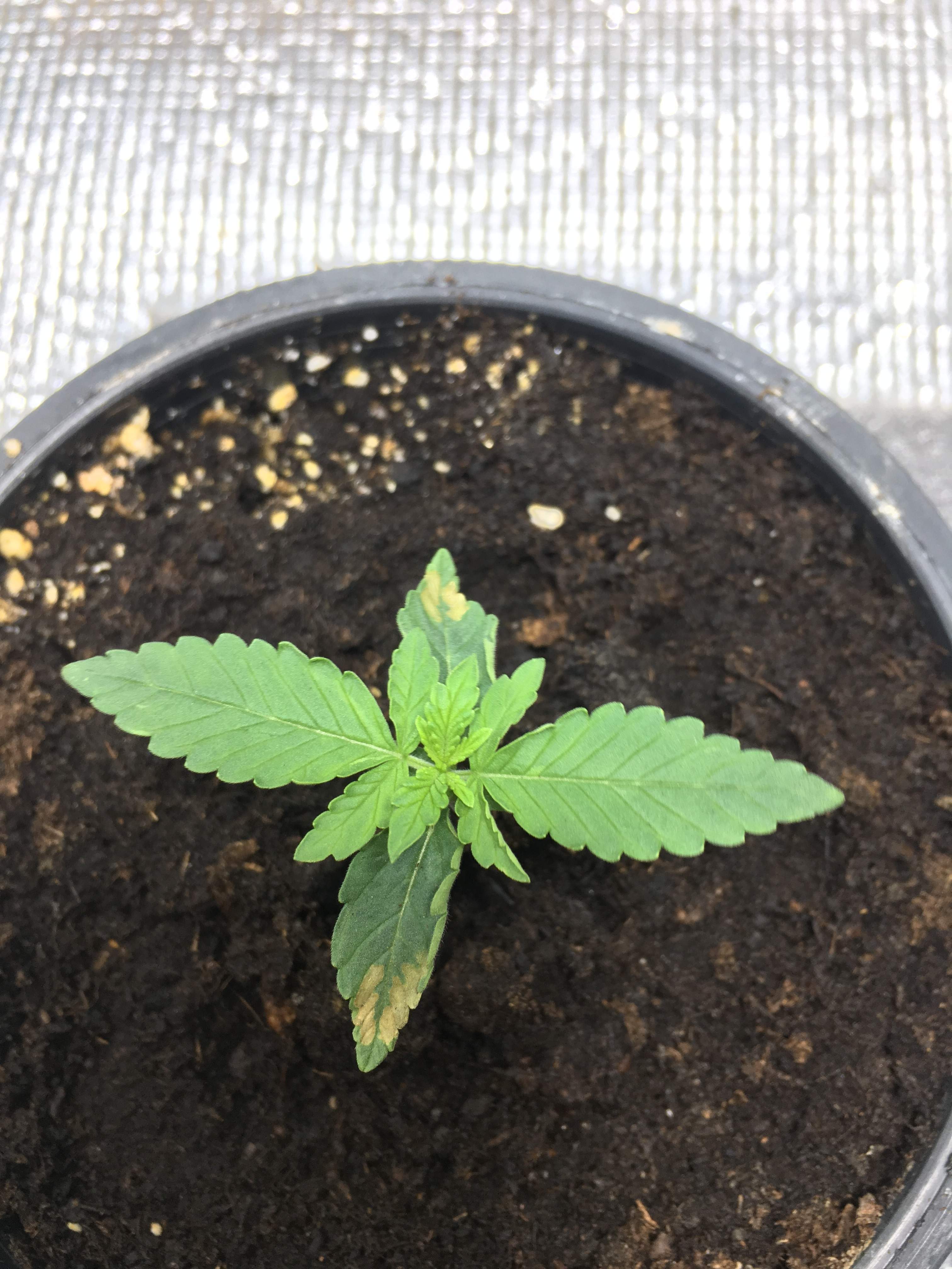 Pineapple Express grow diary (journal) week2 by abcoloz GrowDiaries