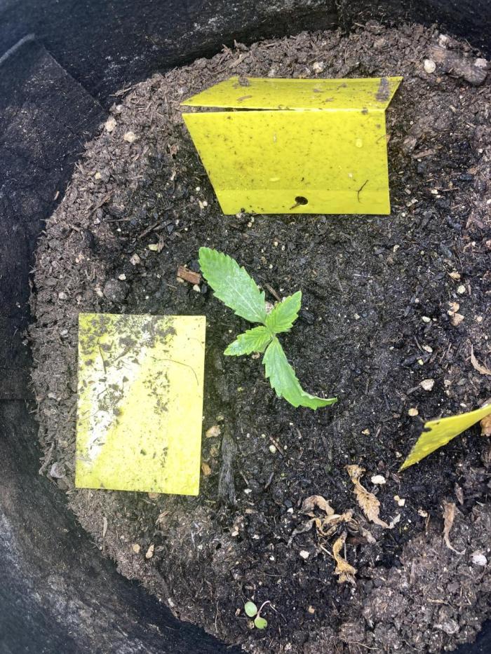 Jack Herer. Auto. Week 0