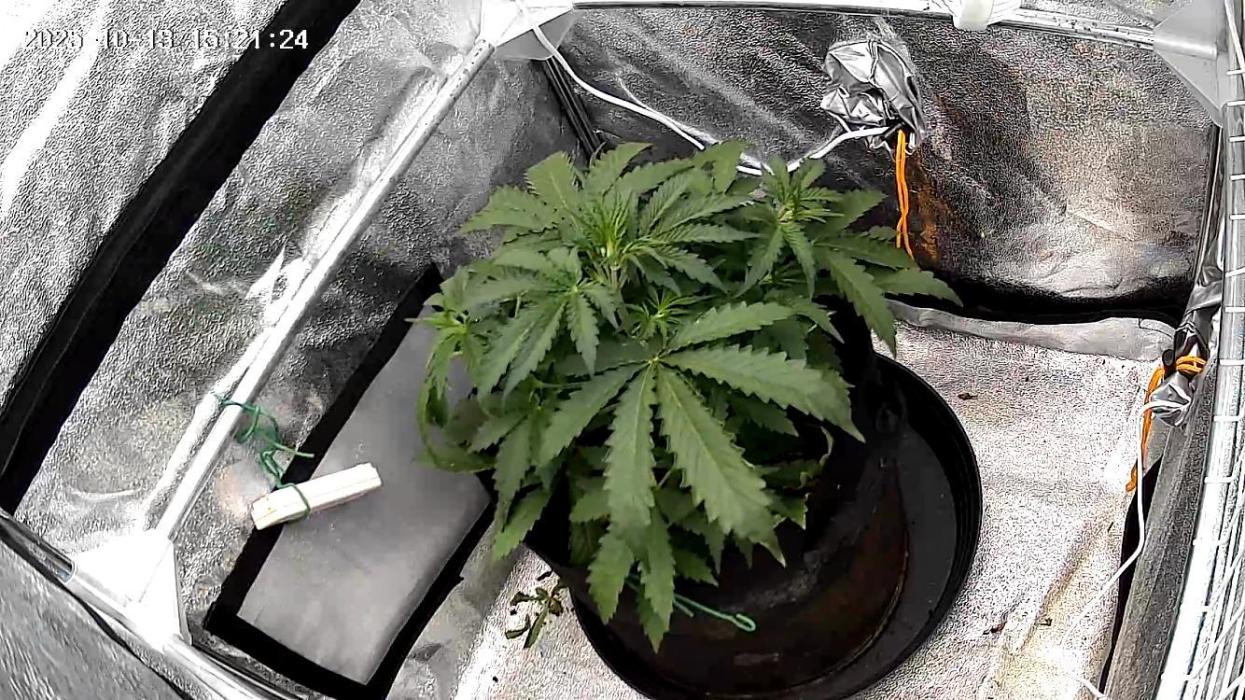 Jack Herer. Auto. Week 2