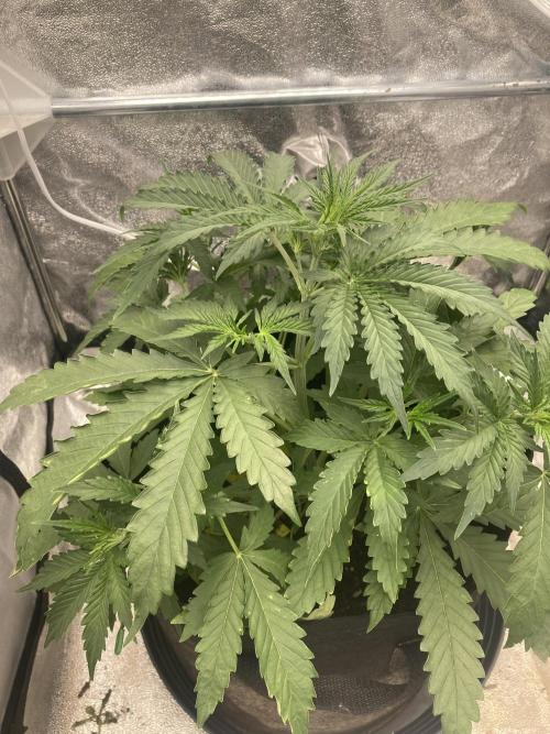 Jack Herer. Auto. Week 4