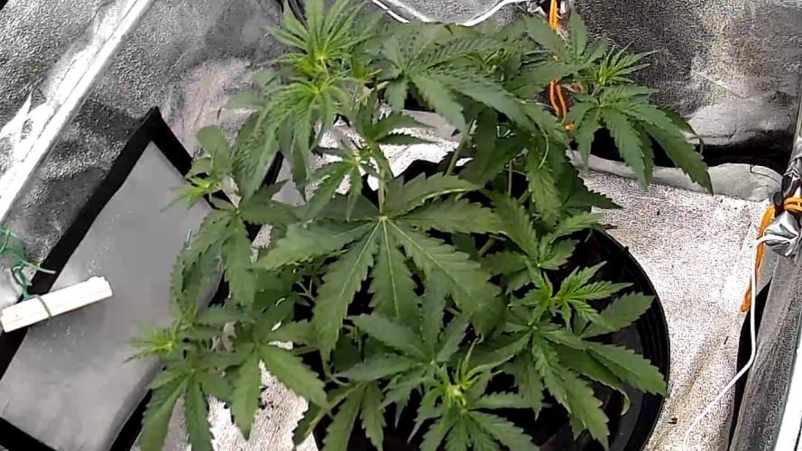 Jack Herer. Auto. Week 4