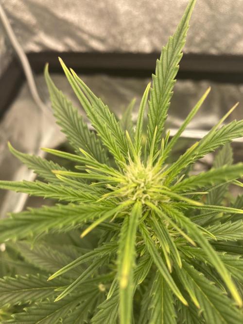 Jack Herer. Auto. Week 4