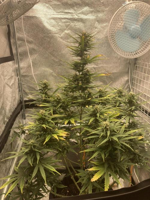 Jack Herer. Auto. Week 6