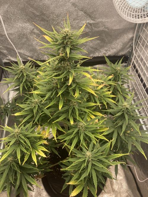Jack Herer. Auto. Week 6