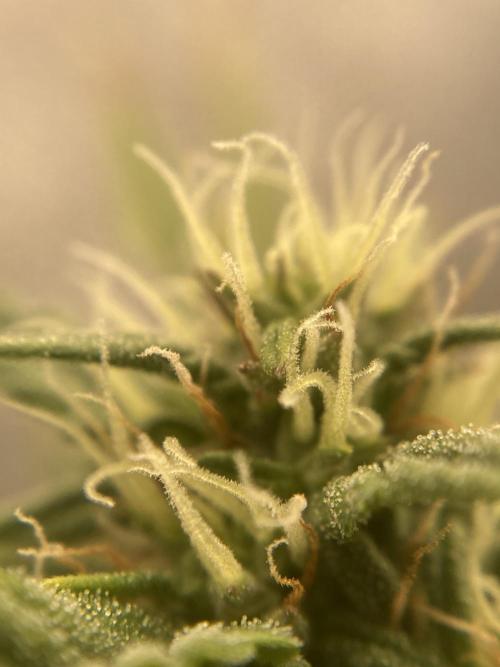 Jack Herer. Auto. Week 6