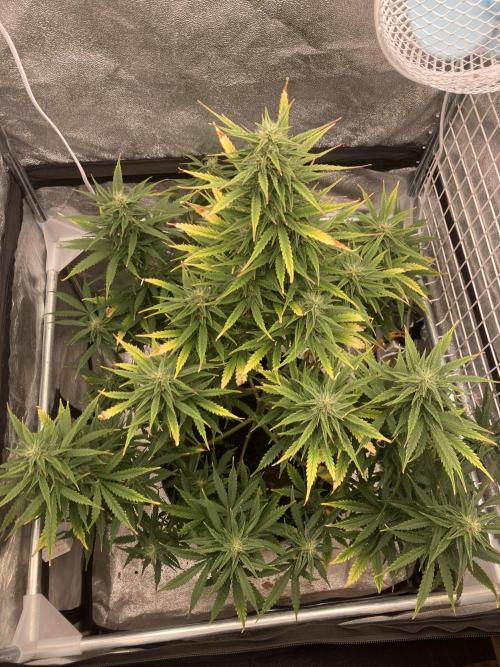 Jack Herer. Auto. Week 7