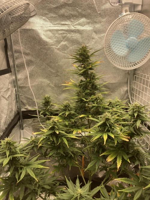 Jack Herer. Auto. Week 7