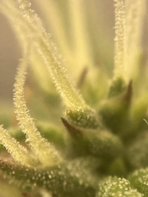 Jack Herer. Auto. Week 7