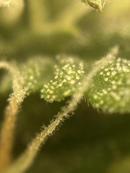 Jack Herer. Auto. Week 7