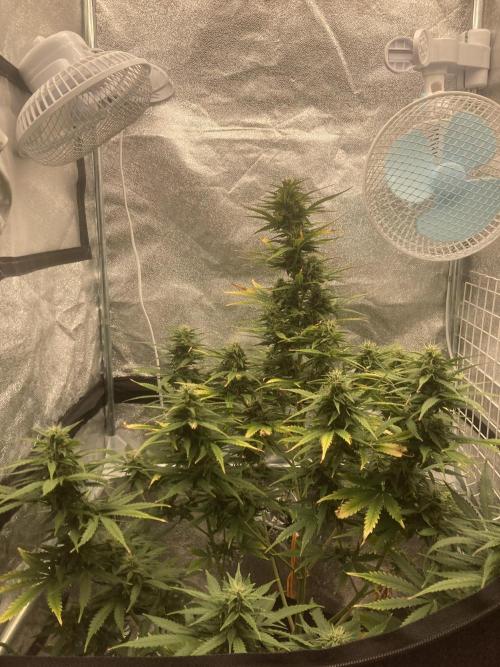 Jack Herer. Auto. Week 8