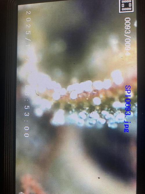 Jack Herer. Auto. Week 8