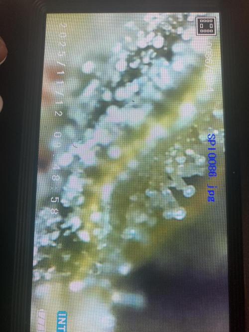 Jack Herer. Auto. Week 8