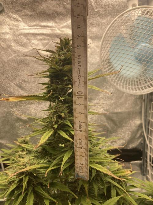 Jack Herer. Auto. Week 9