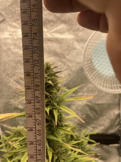 Jack Herer. Auto. Week 9